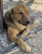KERCHAK, Hund, Mischlingshund in Griechenland - Bild 4