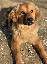 KERCHAK, Hund, Mischlingshund in Griechenland - Bild 5