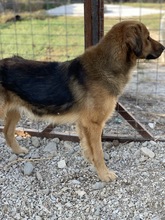 KERCHAK, Hund, Mischlingshund in Griechenland - Bild 6