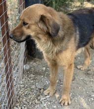 KERCHAK, Hund, Mischlingshund in Griechenland - Bild 7