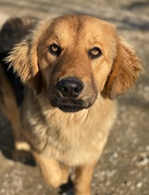 KERCHAK, Hund, Mischlingshund in Griechenland - Bild 8