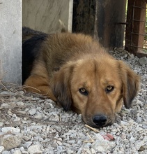 KERCHAK, Hund, Mischlingshund in Griechenland - Bild 9