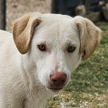 NIZZA, Hund, Mischlingshund in Griechenland - Bild 1