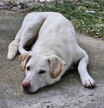 NIZZA, Hund, Mischlingshund in Griechenland - Bild 15