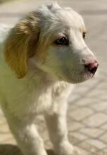 NIZZA, Hund, Mischlingshund in Griechenland - Bild 9