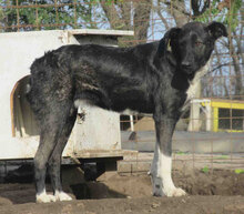 TIYA, Hund, Mischlingshund in Bulgarien - Bild 1