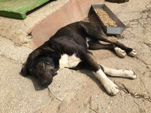 TIYA, Hund, Mischlingshund in Bulgarien - Bild 10