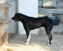 TIYA, Hund, Mischlingshund in Bulgarien - Bild 11