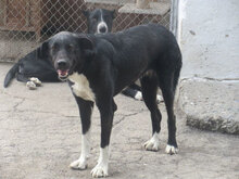 TIYA, Hund, Mischlingshund in Bulgarien - Bild 12