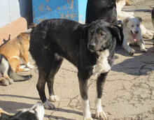 TIYA, Hund, Mischlingshund in Bulgarien - Bild 13