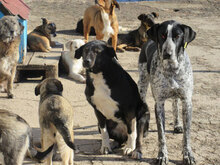 TIYA, Hund, Mischlingshund in Bulgarien - Bild 14