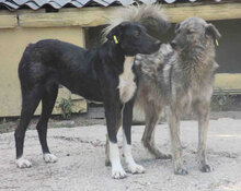 TIYA, Hund, Mischlingshund in Bulgarien - Bild 2