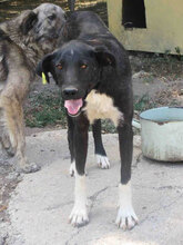 TIYA, Hund, Mischlingshund in Bulgarien - Bild 4