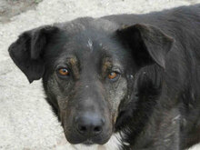 TIYA, Hund, Mischlingshund in Bulgarien - Bild 6