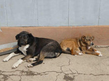 TIYA, Hund, Mischlingshund in Bulgarien - Bild 7