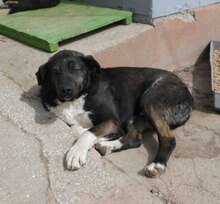TIYA, Hund, Mischlingshund in Bulgarien - Bild 8