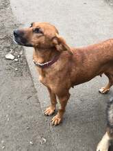 MARUSYA, Hund, Mischlingshund in Bulgarien - Bild 4