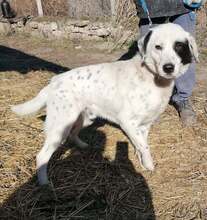 HIPPY, Hund, Mischlingshund in Bulgarien - Bild 2