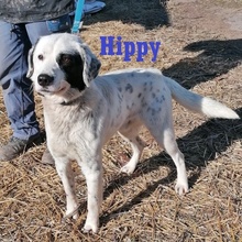 HIPPY, Hund, Mischlingshund in Bulgarien - Bild 3