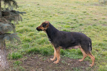 MARIE, Hund, Mischlingshund in Kroatien - Bild 2