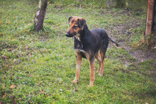 MARIE, Hund, Mischlingshund in Kroatien - Bild 4