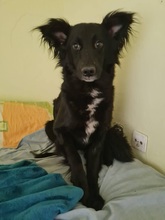 KHALI, Hund, Mischlingshund in Kroatien - Bild 3