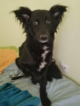 KHALI, Hund, Mischlingshund in Kroatien - Bild 8