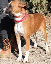 ANELIA, Hund, Mischlingshund in Zypern - Bild 10