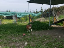 ANELIA, Hund, Mischlingshund in Zypern - Bild 3