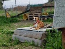 ANELIA, Hund, Mischlingshund in Zypern - Bild 6