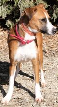 ANELIA, Hund, Mischlingshund in Zypern - Bild 9
