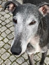 LOLI, Hund, Galgo Español in Bad Homburg - Bild 10