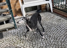 LOLI, Hund, Galgo Español in Bad Homburg - Bild 7