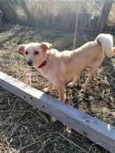 MISSROSY, Hund, Mischlingshund in Rumänien - Bild 11