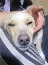 MISSROSY, Hund, Mischlingshund in Rumänien - Bild 13