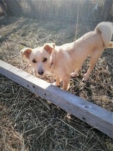 MISSROSY, Hund, Mischlingshund in Rumänien - Bild 15