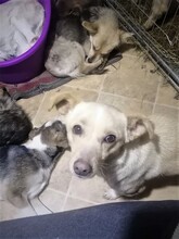 MISSROSY, Hund, Mischlingshund in Rumänien - Bild 17