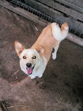 MISSROSY, Hund, Mischlingshund in Rumänien - Bild 2