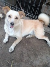 MISSROSY, Hund, Mischlingshund in Rumänien - Bild 4