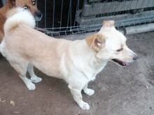 MISSROSY, Hund, Mischlingshund in Rumänien - Bild 5