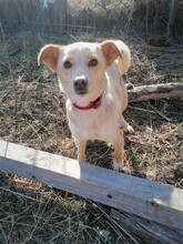 MISSROSY, Hund, Mischlingshund in Rumänien - Bild 6