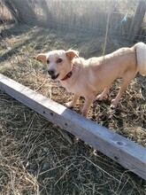 MISSROSY, Hund, Mischlingshund in Rumänien - Bild 7