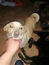 MISSROSY, Hund, Mischlingshund in Rumänien - Bild 9