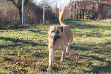 BOFUR, Hund, Mischlingshund in Kroatien - Bild 2