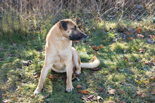 BOFUR, Hund, Mischlingshund in Kroatien - Bild 4