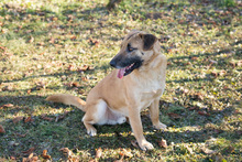 BOFUR, Hund, Mischlingshund in Kroatien - Bild 5