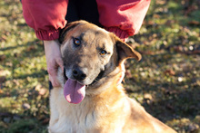 BOFUR, Hund, Mischlingshund in Kroatien - Bild 6
