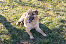 BOFUR, Hund, Mischlingshund in Kroatien - Bild 9