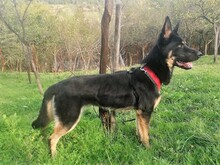 MIRNA, Hund, Deutscher Schäferhund in Rumänien - Bild 2