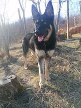 MIRNA, Hund, Deutscher Schäferhund in Rumänien - Bild 24